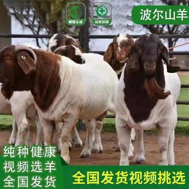 养羊高姐