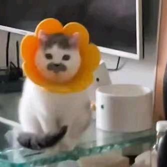 💎 隔三秋