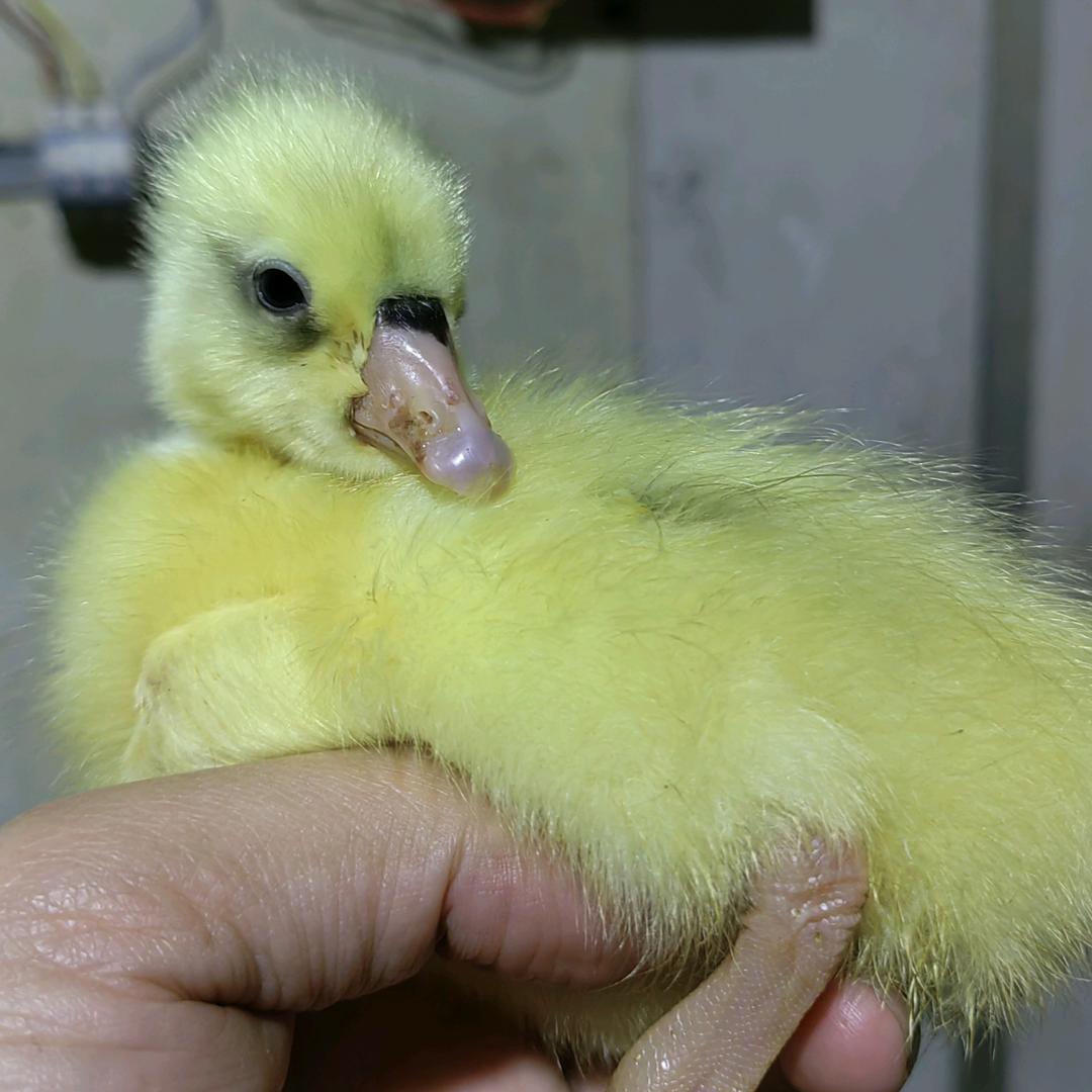 沭阳鑫鸿鹅业-常年孵化大品种鹅苗