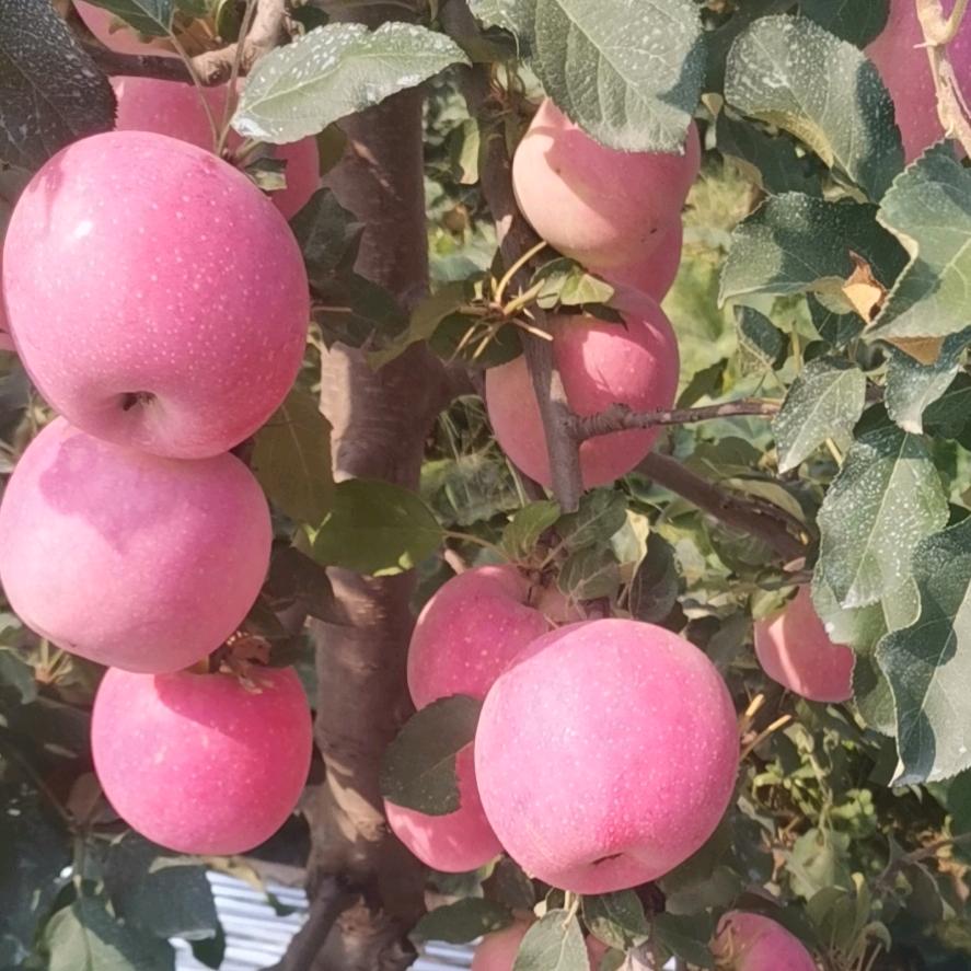 洛川苹果专业批发零售