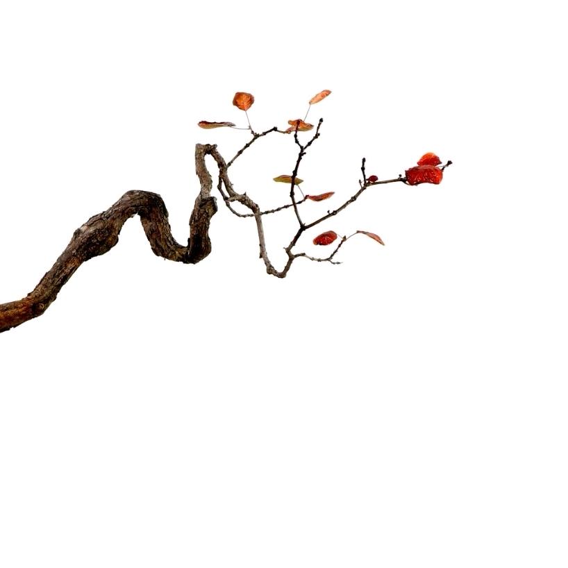 一 树 园