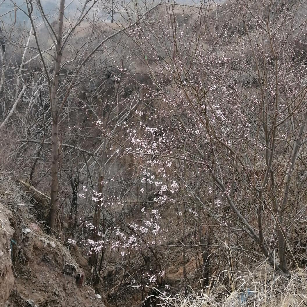 粮草寨