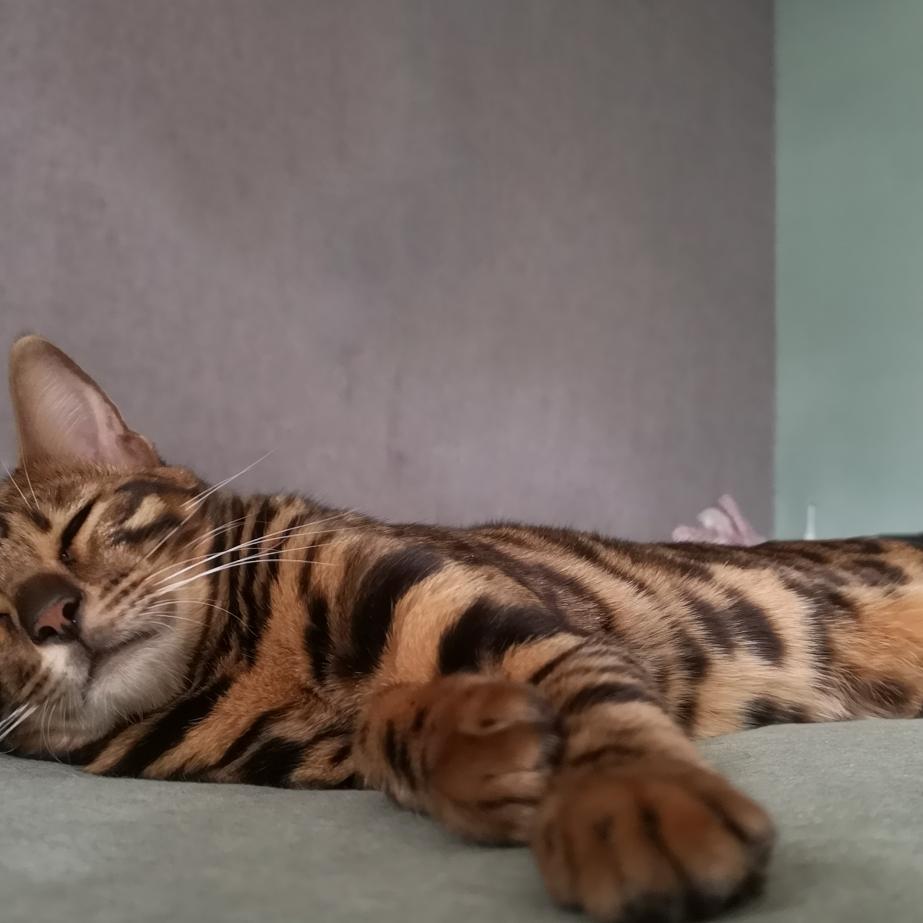 酋长住在北二环