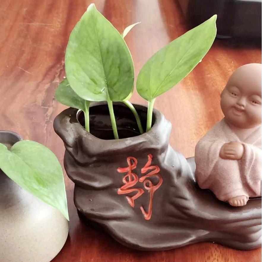 晨雨初听王老师