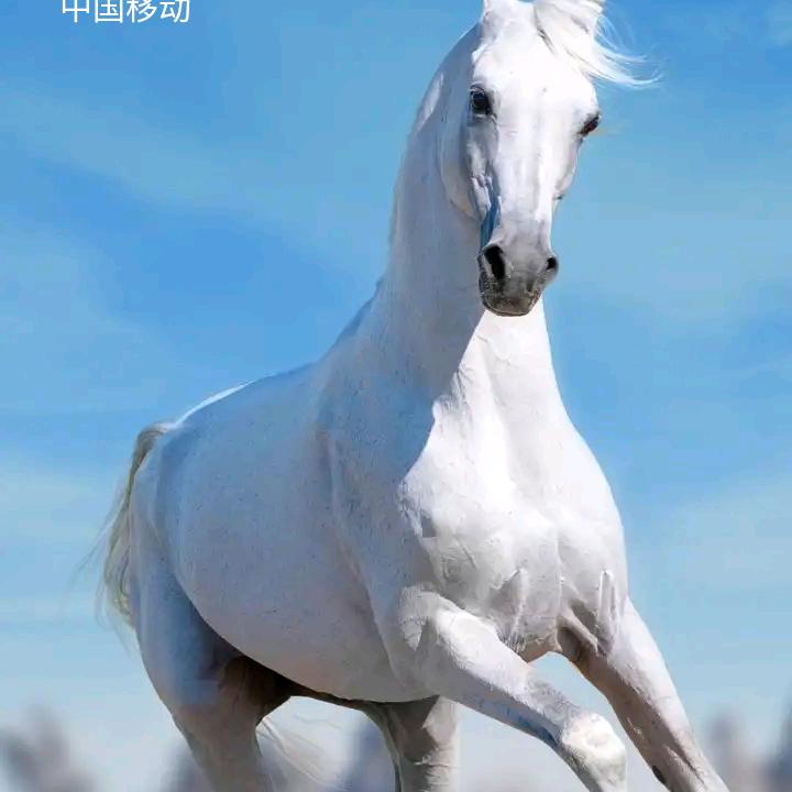 马马锅🐴