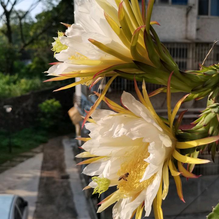 南国叶