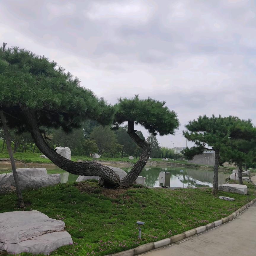 泰山三美
