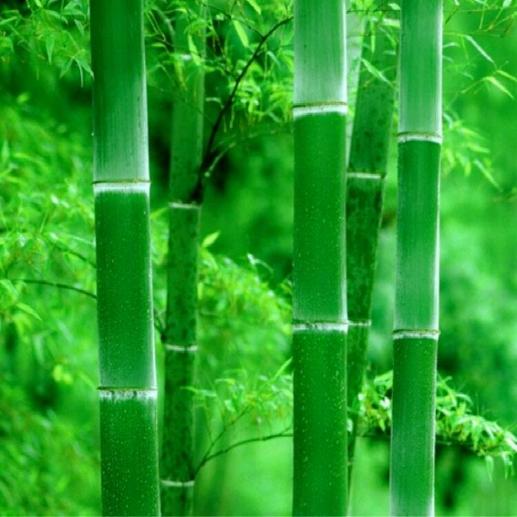 大树