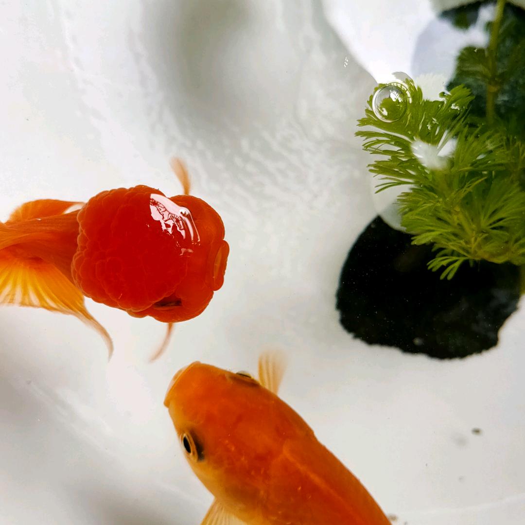 鱼儿