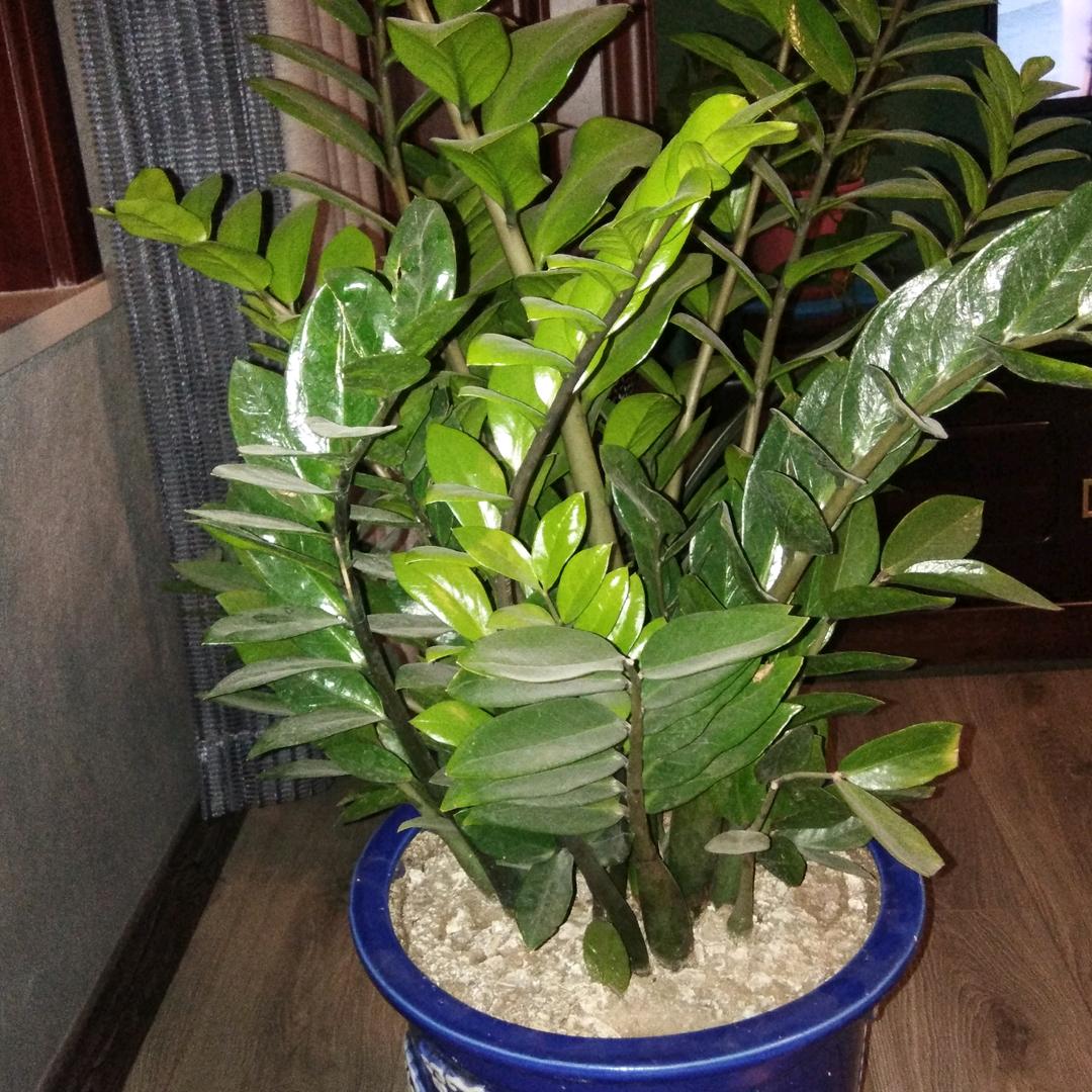 孤狼王