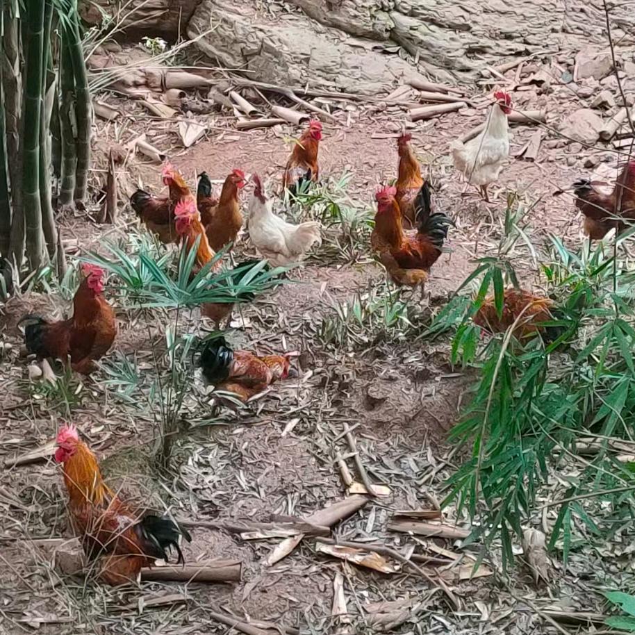 美丽的草原我的家