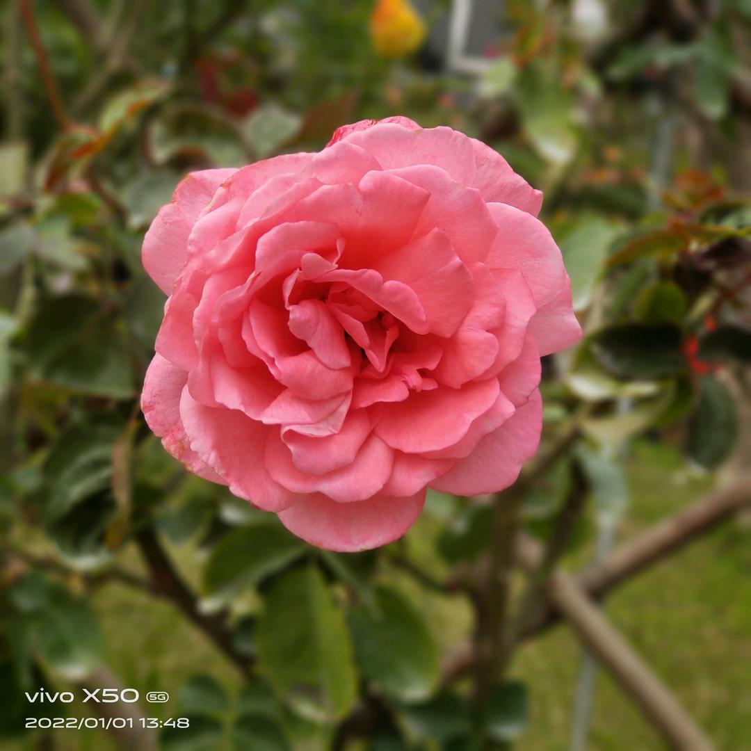 ღ᭄💞彼岸花໑ຼ₀₂₃💕