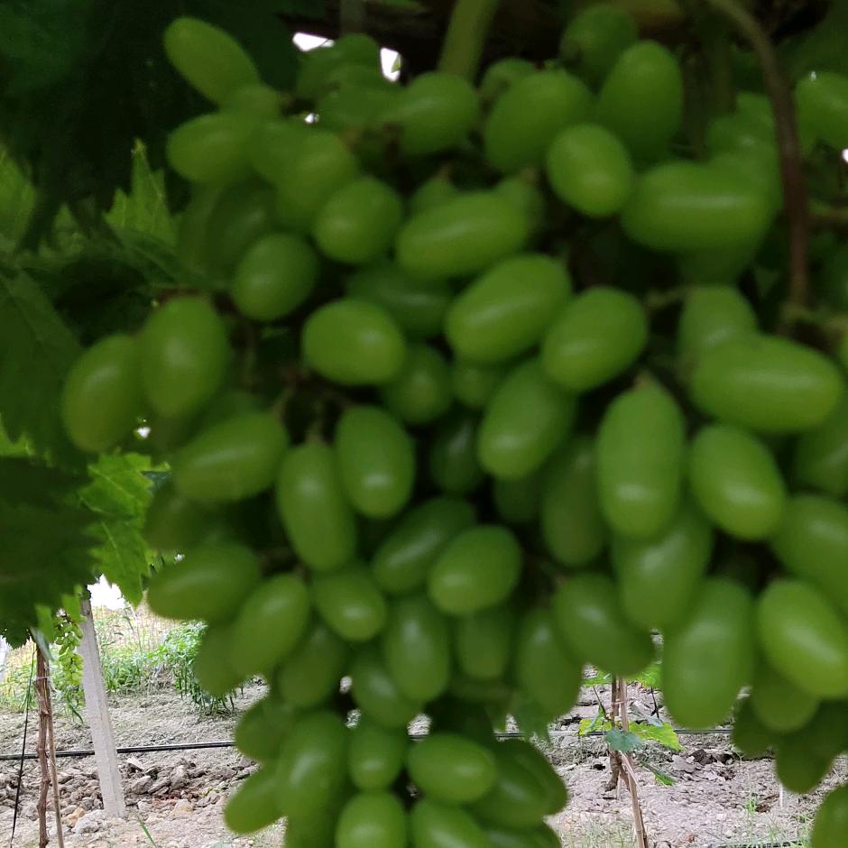 誓言（不定时直播）