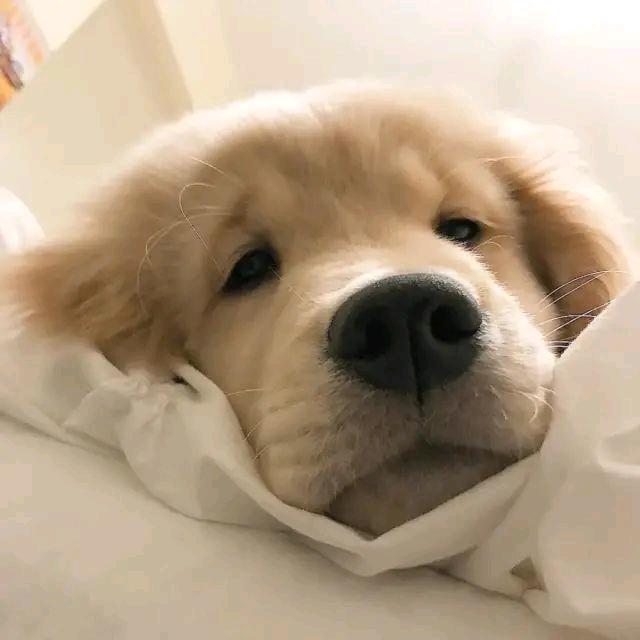大大、