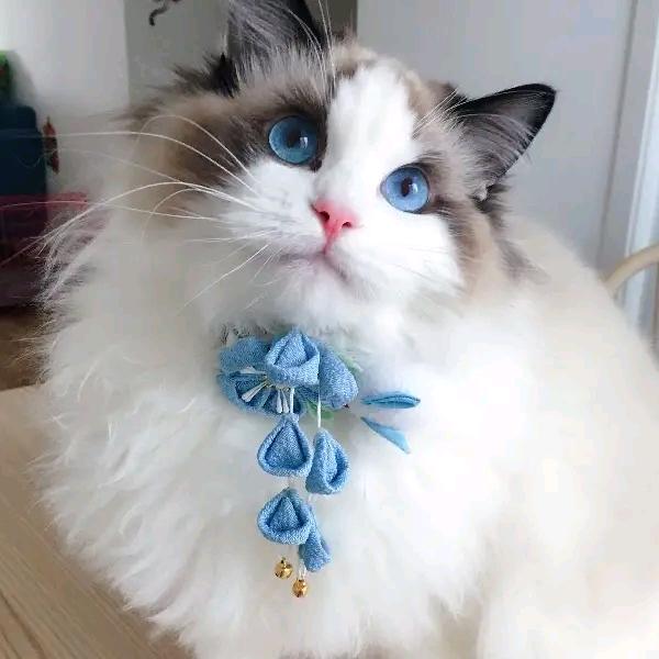 妹子