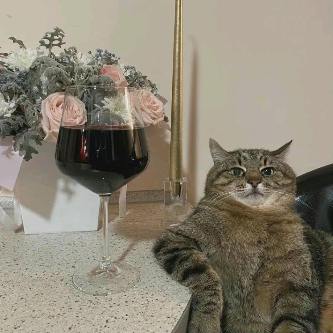 头像一只猫