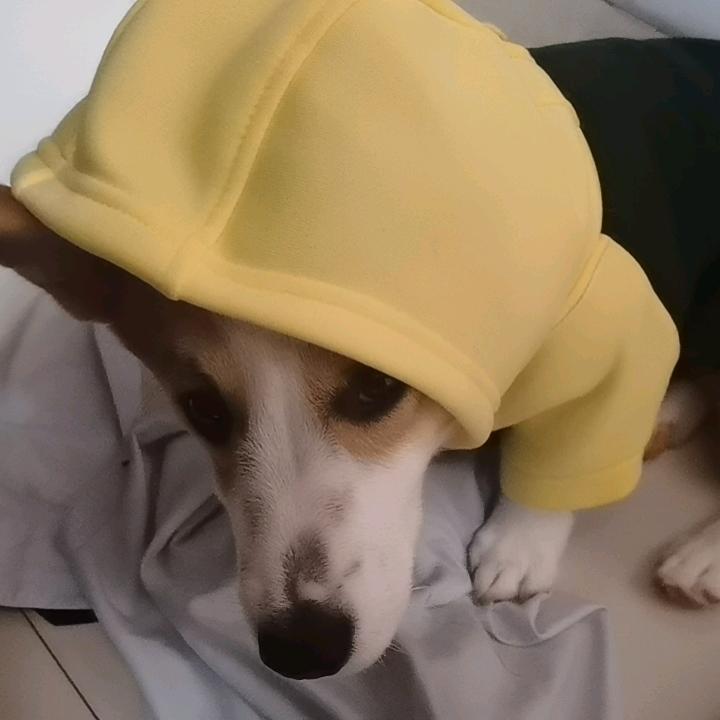 King大大