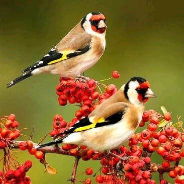 💝傲雪寒梅💝