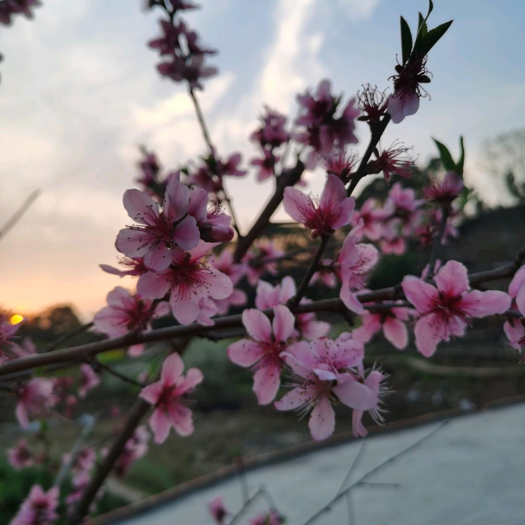 黄兰花