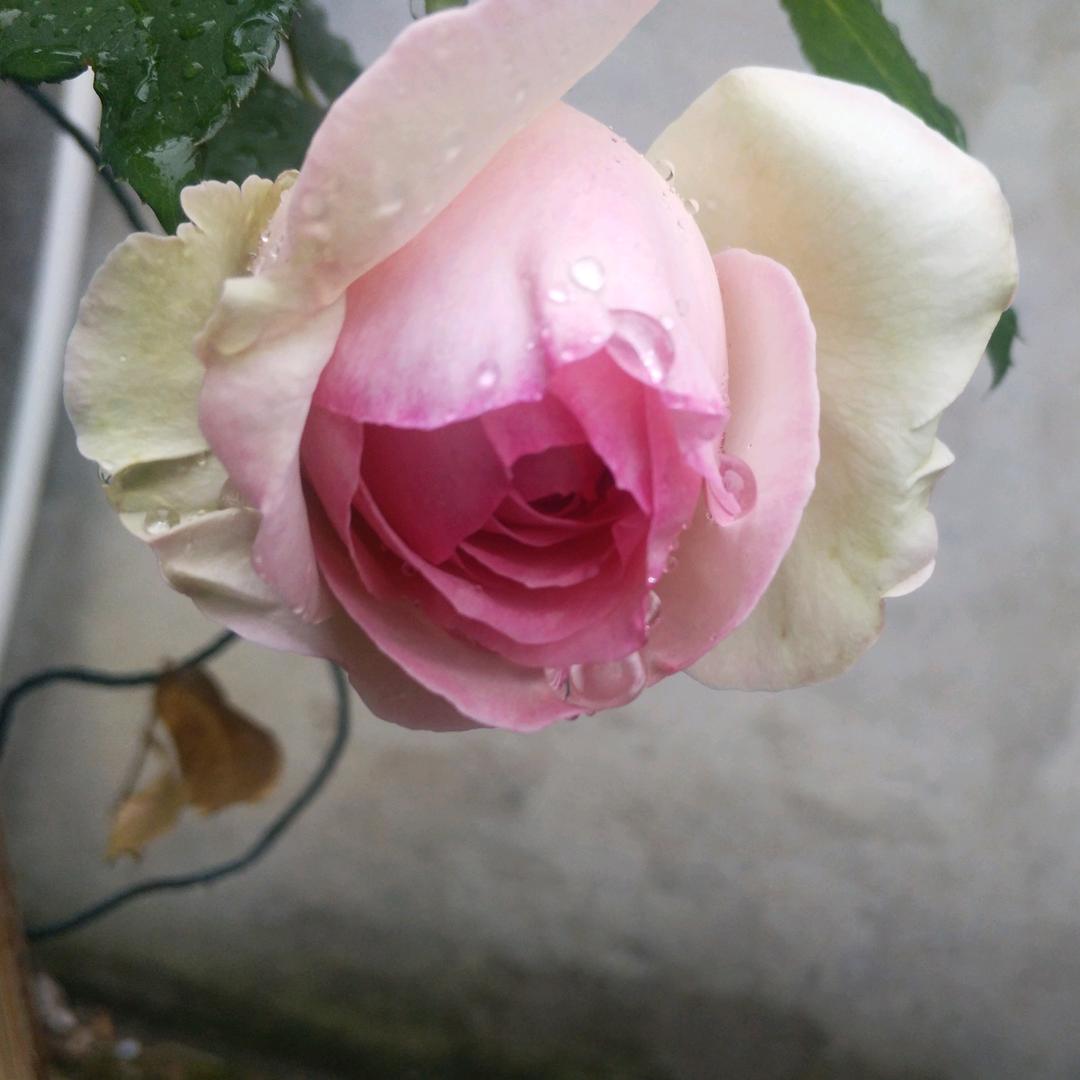 简单爱1205