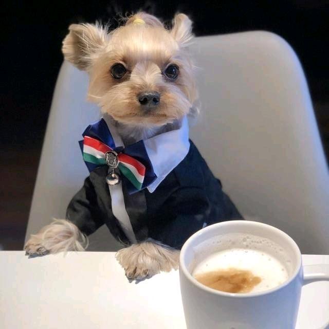 美食狗