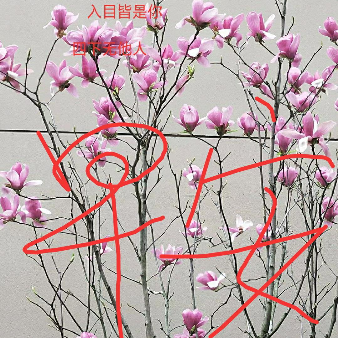 圆滾滚