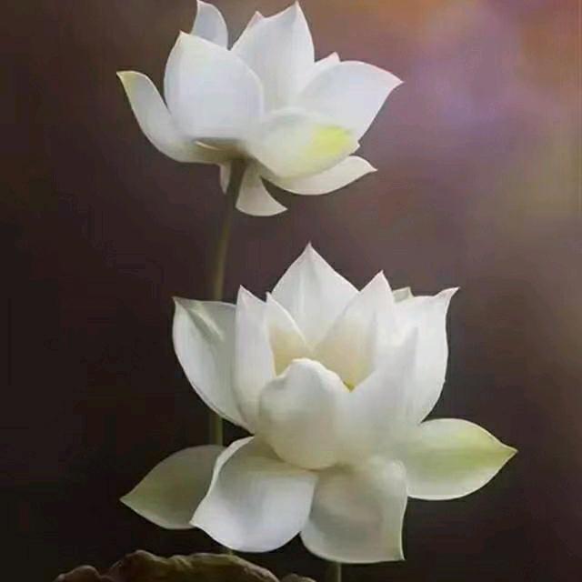 舒晓