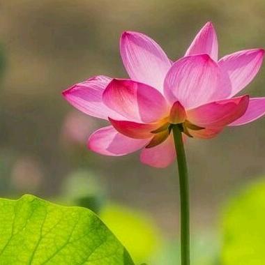 苹果