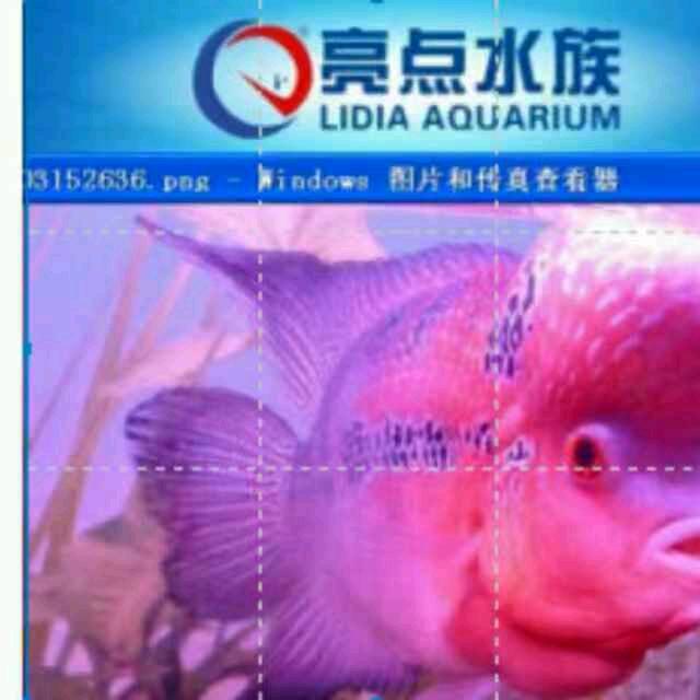 项城亮点水族鱼缸鱼池过滤定制