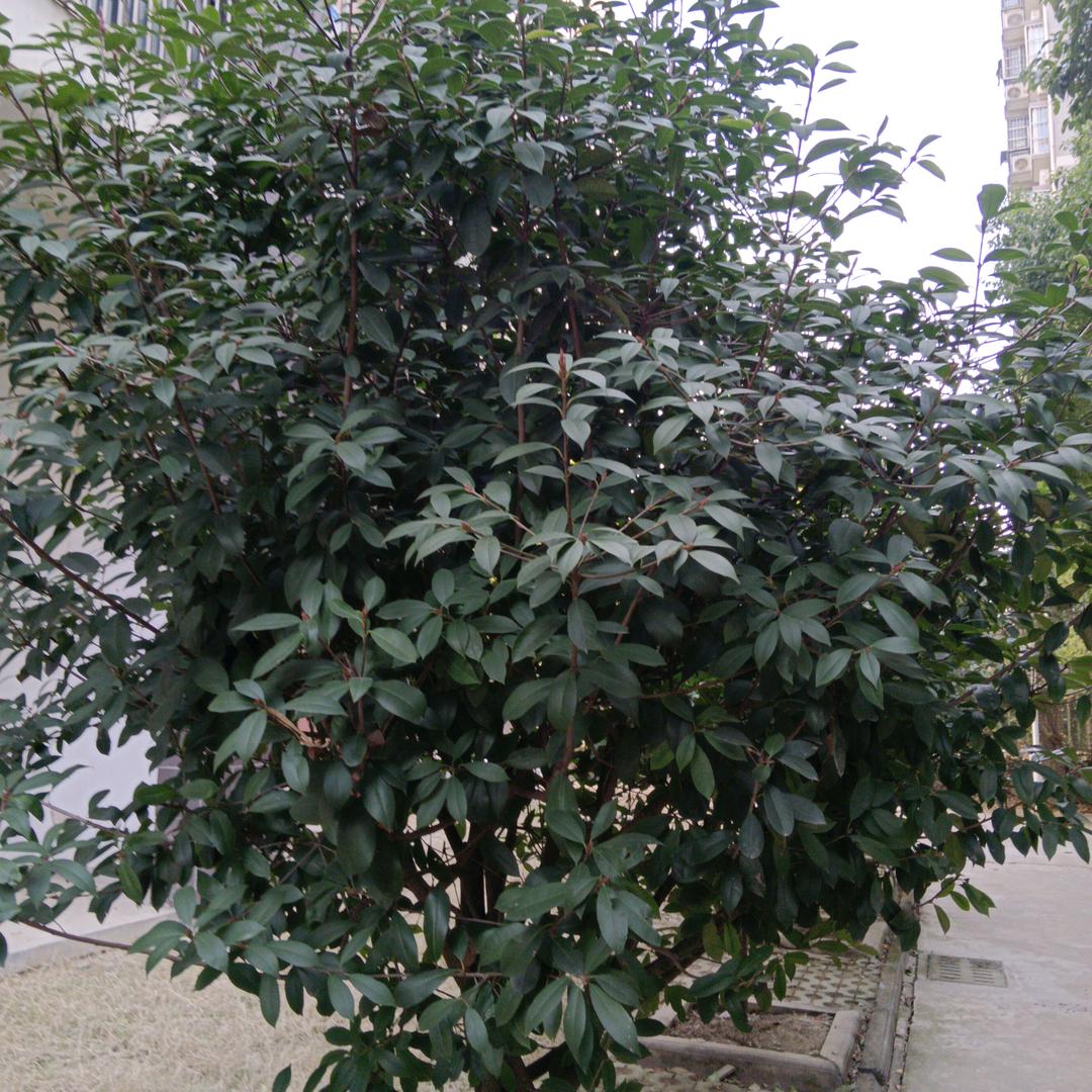 大漠孤鹰