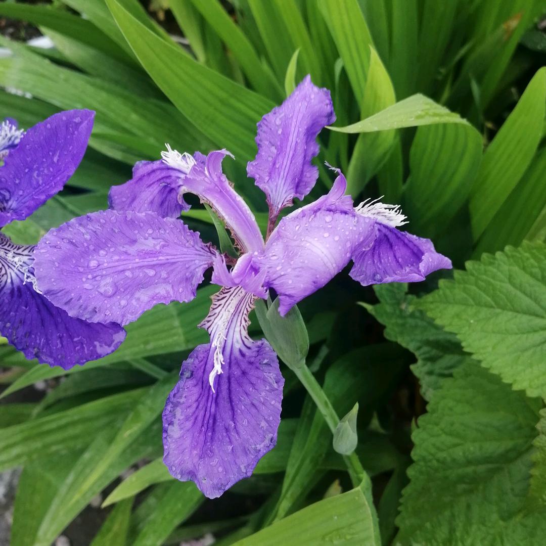 芳草