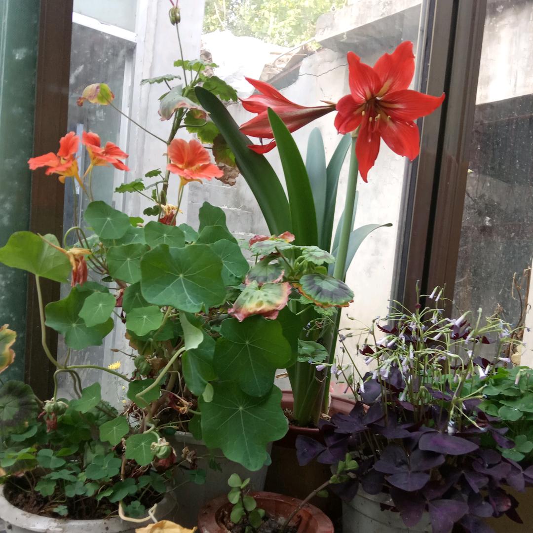 泉沟镇聚星发廊，精油开背 头疗  调理健