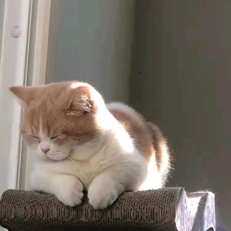 香蕉包