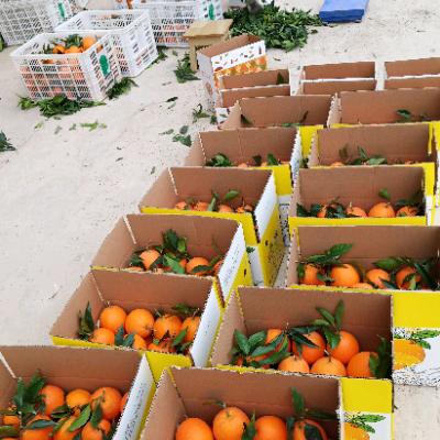 欧勤奎欧氏脐橙重庆奉节