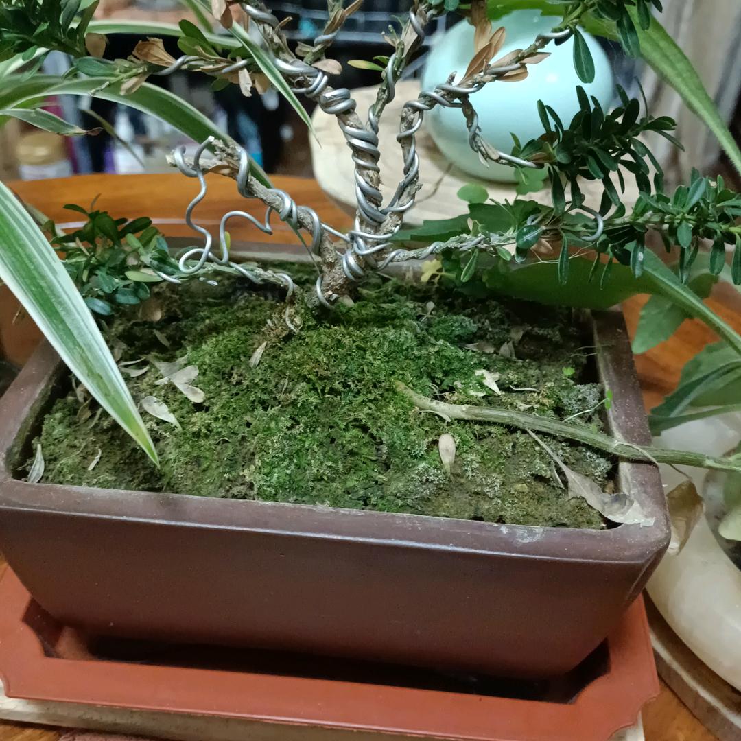 静，忍。