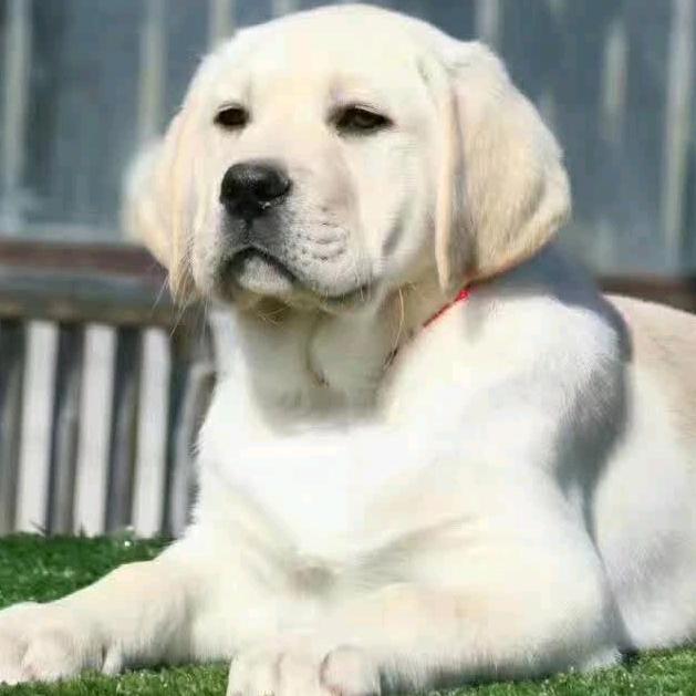 华夏犬业