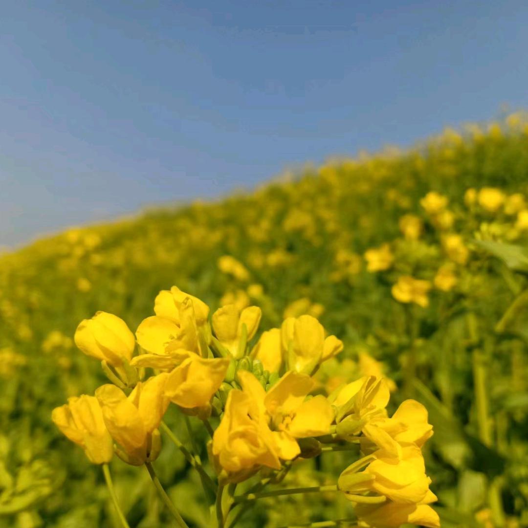 戏曲电子琴，亮亮