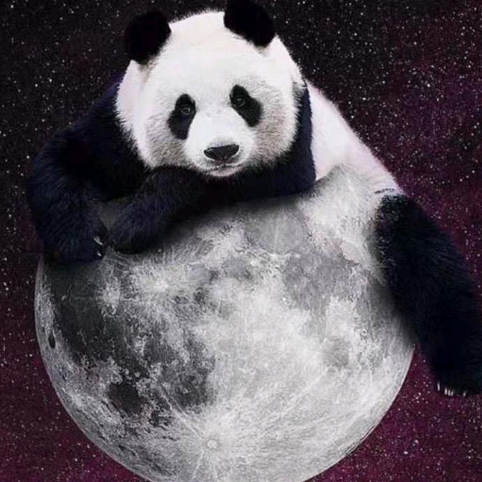 大熊猫🐼
