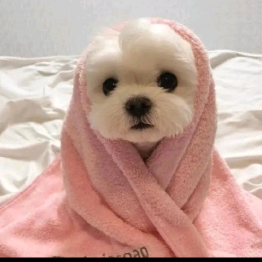 刘