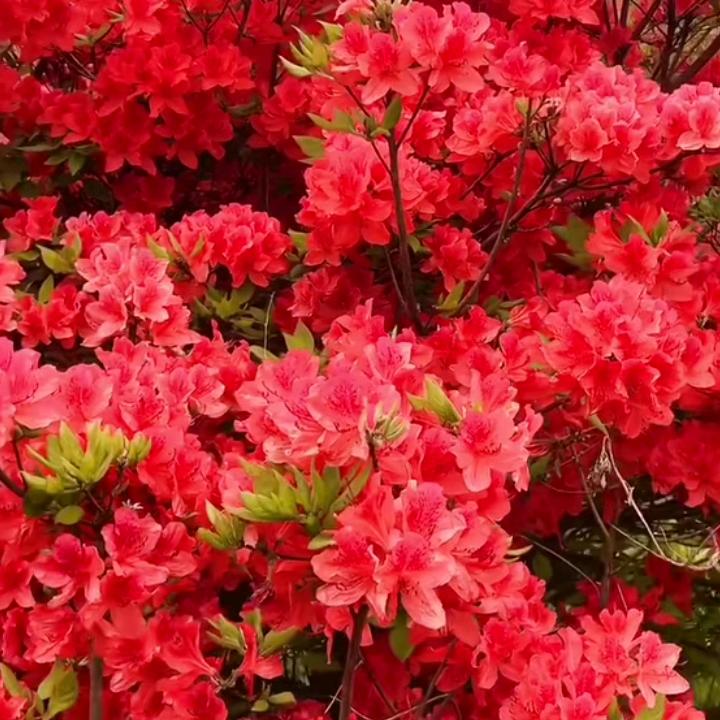 ( ﹡ˆoˆ﹡ )春天