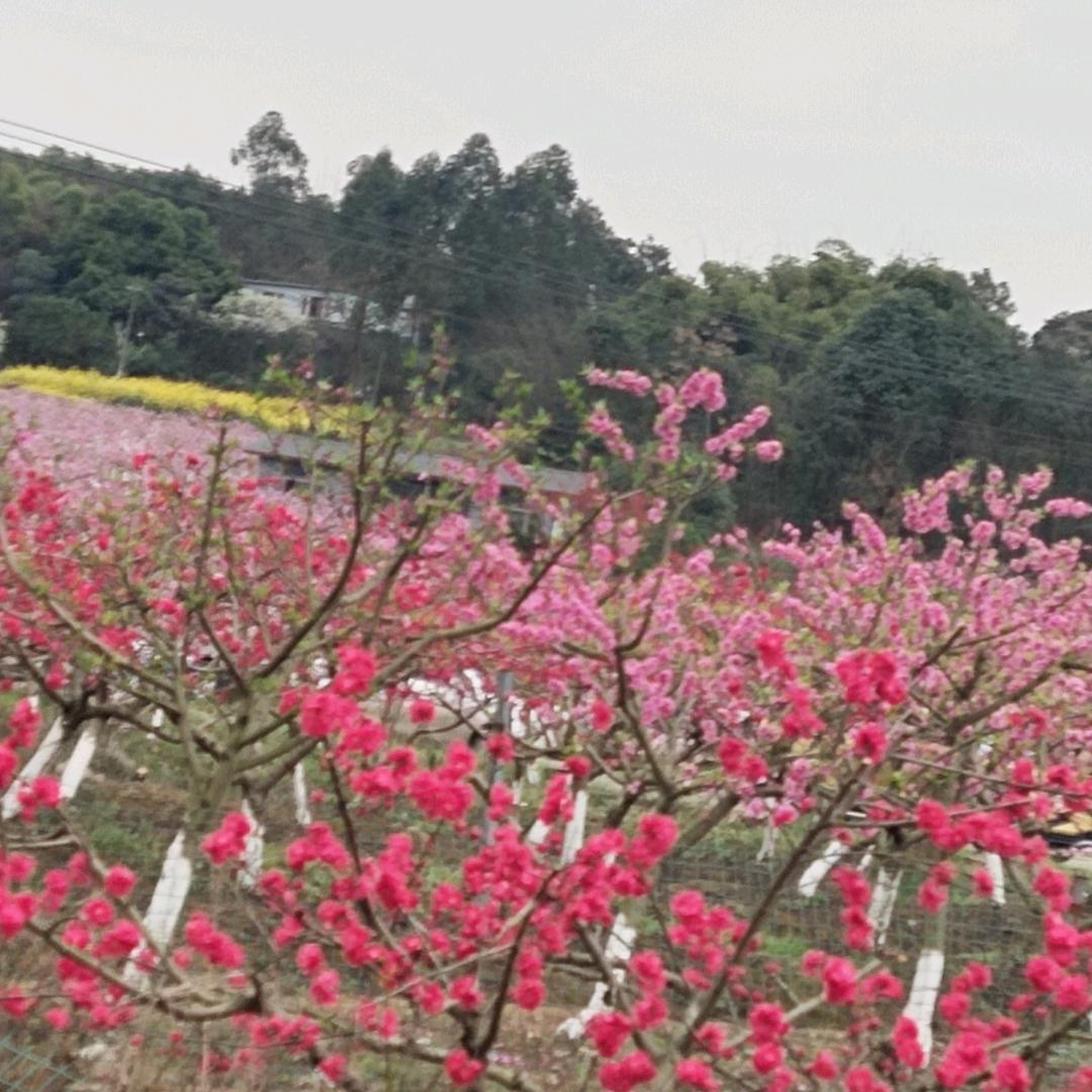 用户1661444262151华姐姐