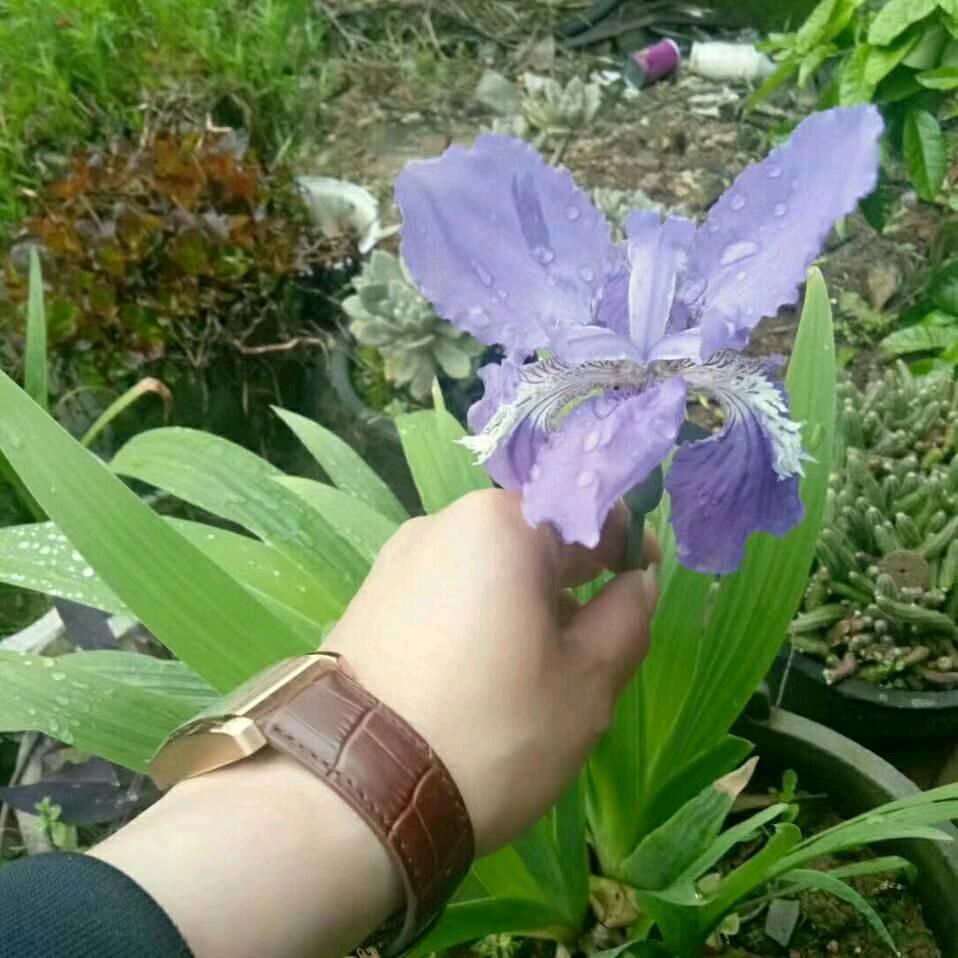 贾克斯