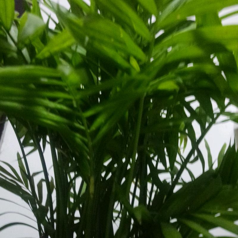 春暖花开