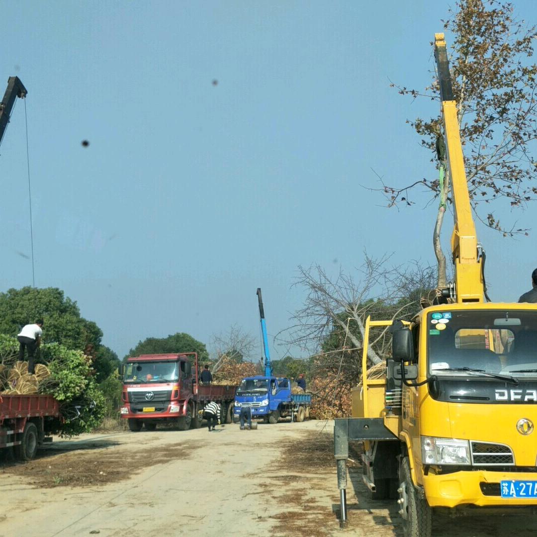 南京名世芳洲苗木基地