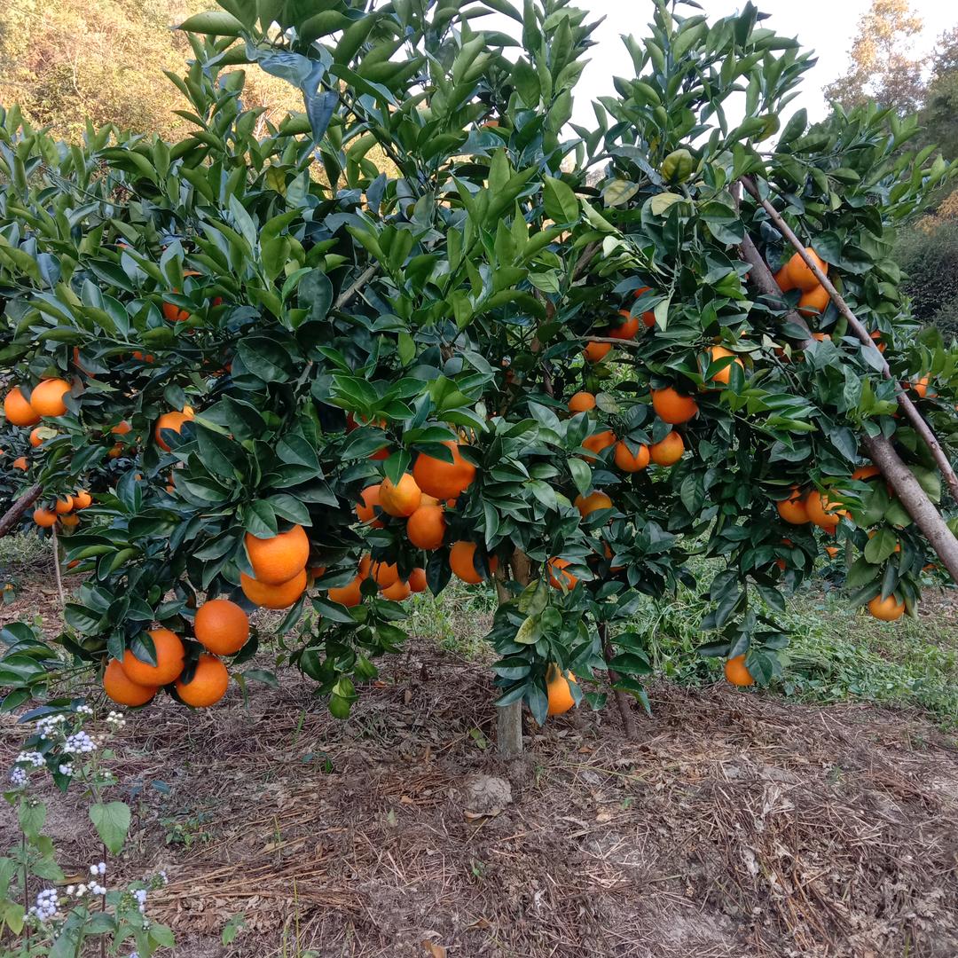 蓝荣华