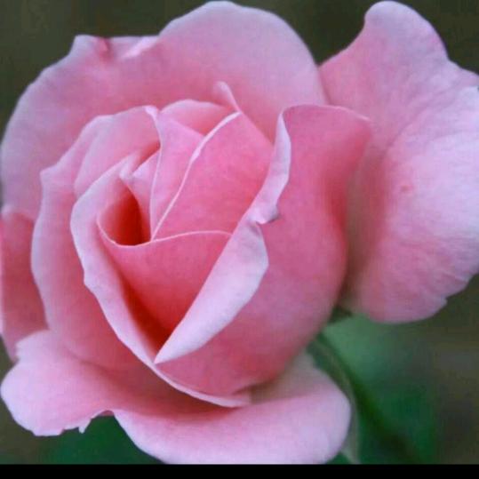 向阳花