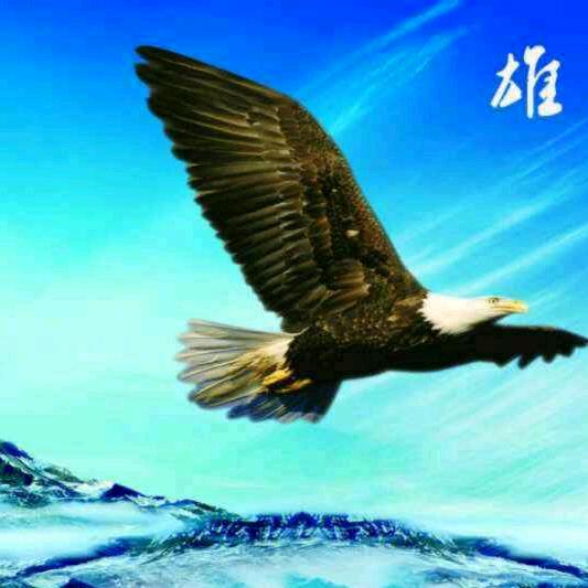 雪域雄鹰