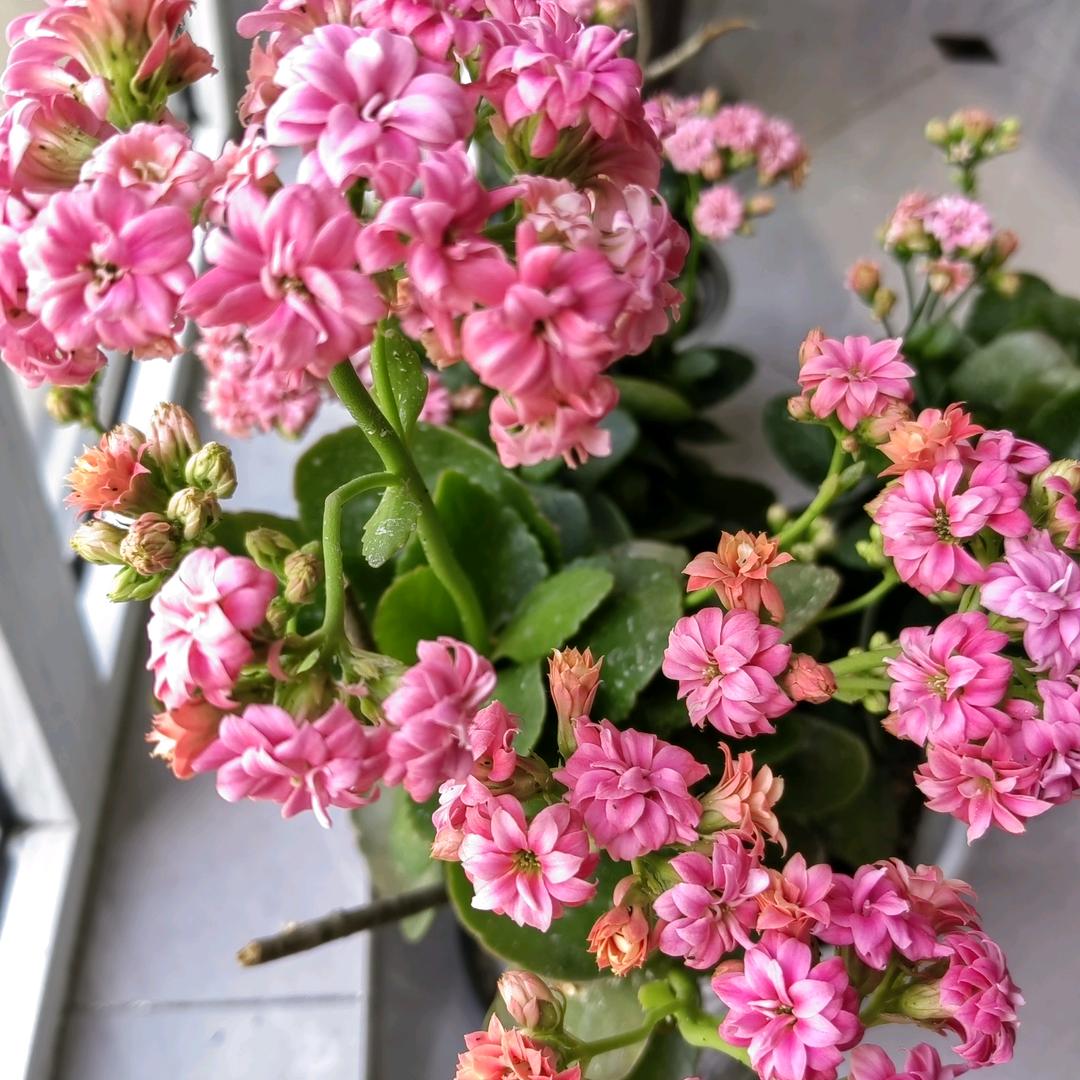 青云望月（拒私聊）