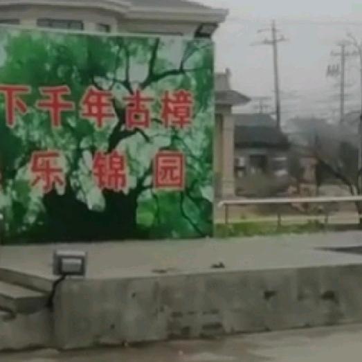 千年古樟娱乐锦园