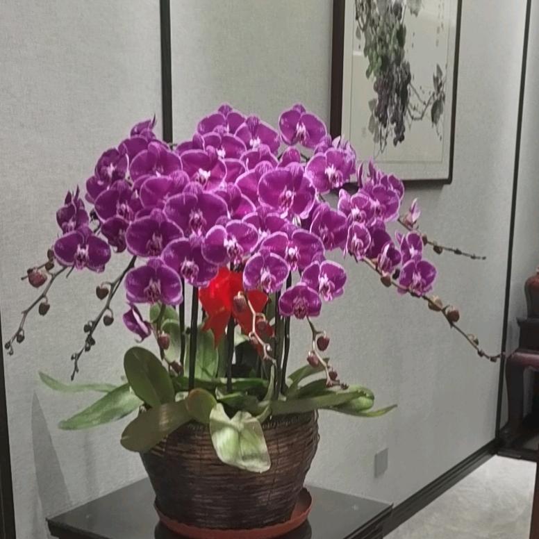 隆新笼具厂家